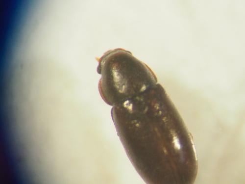 Orthocis alni